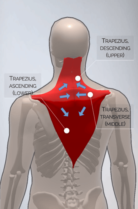 Human Body Construction – Upper Back – gymoftomorrow.com